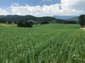 Oats/Vetch Garden Mix