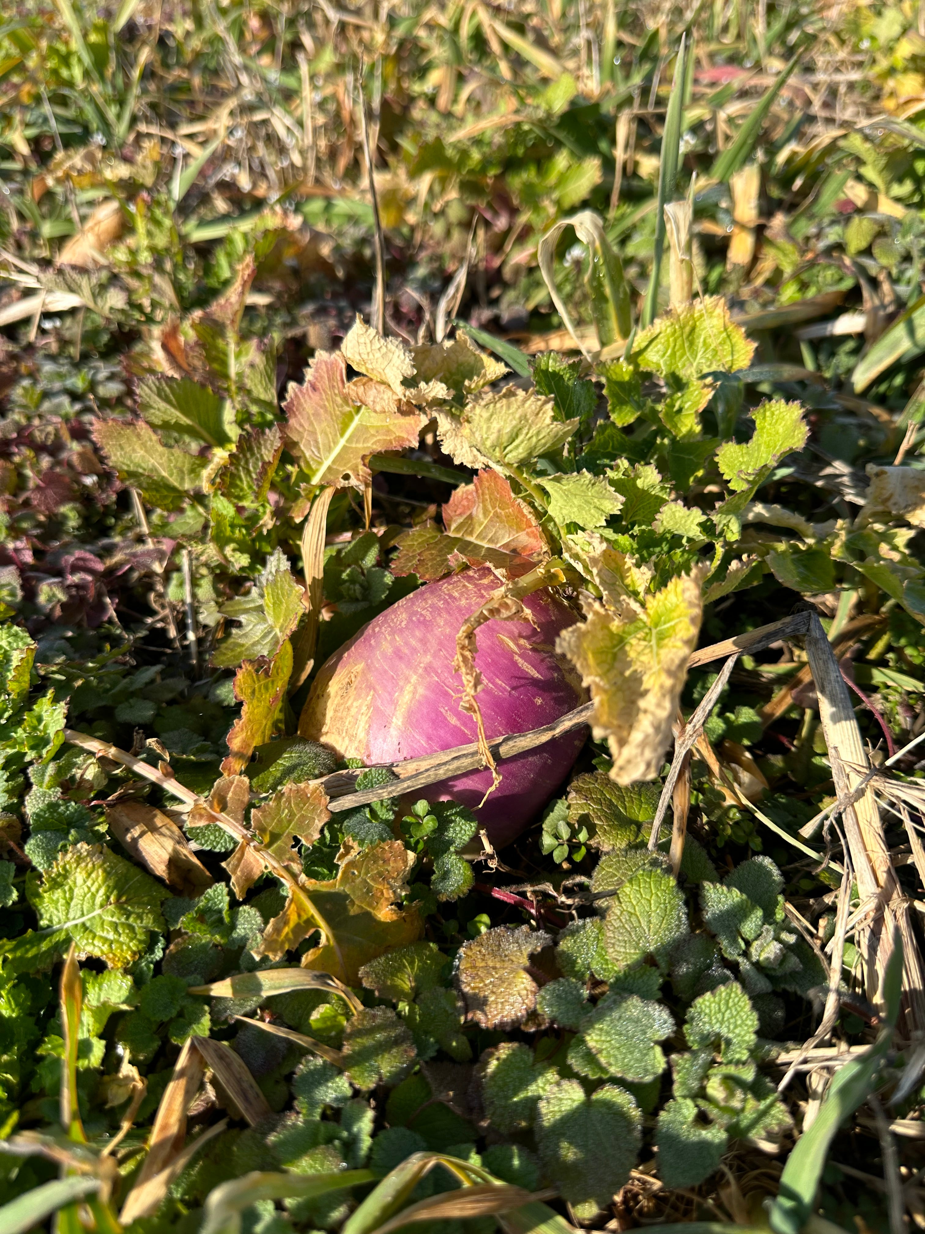 Purple Top Turnip