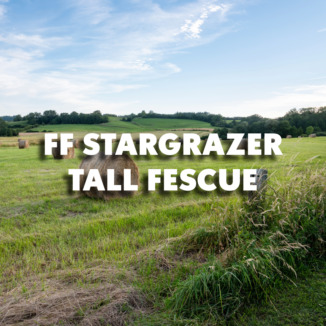 Stargrazer XL Tall Fescue
