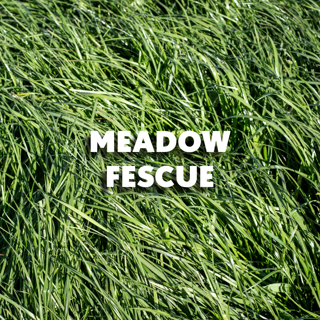 Meadow Fescue