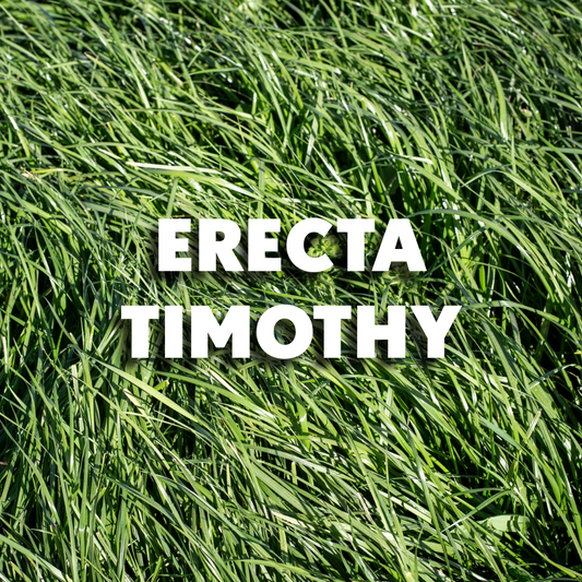 Erecta Timothy
