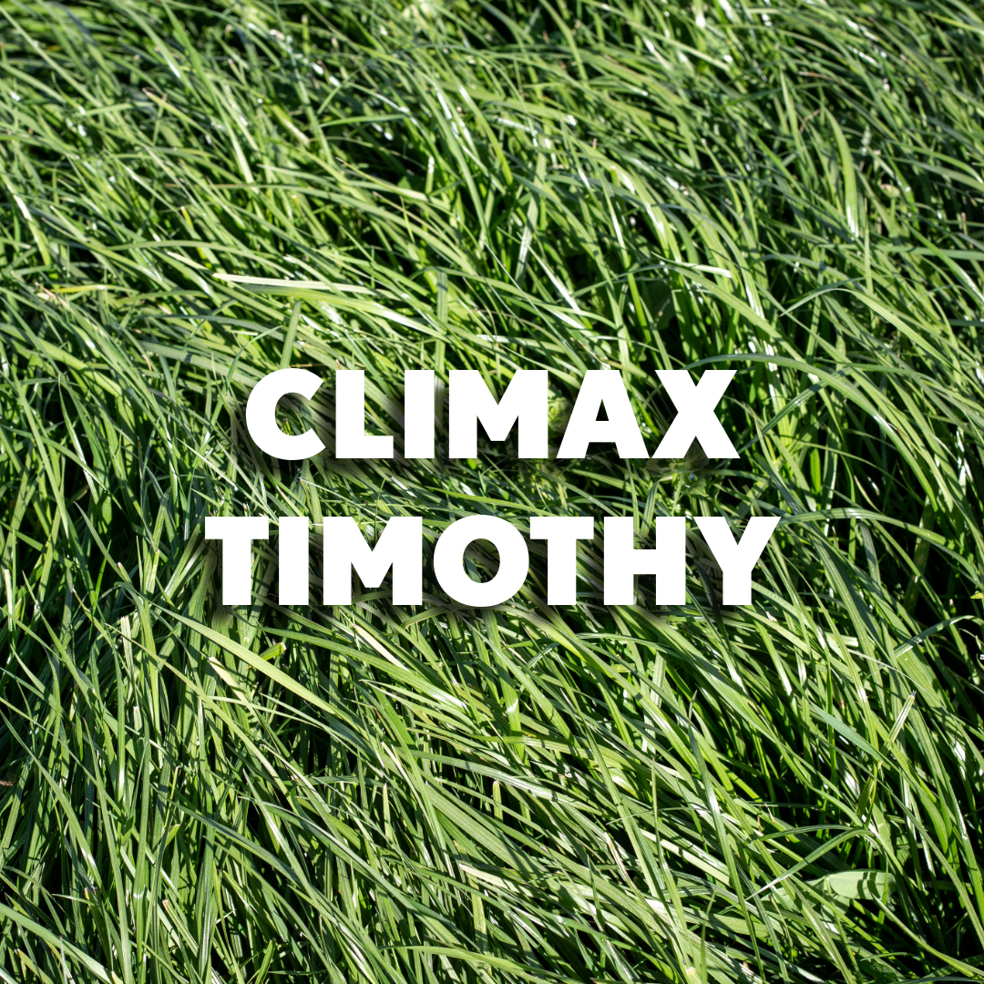 Climax Timothy