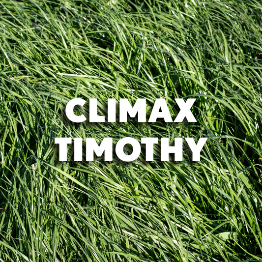 Climax Timothy