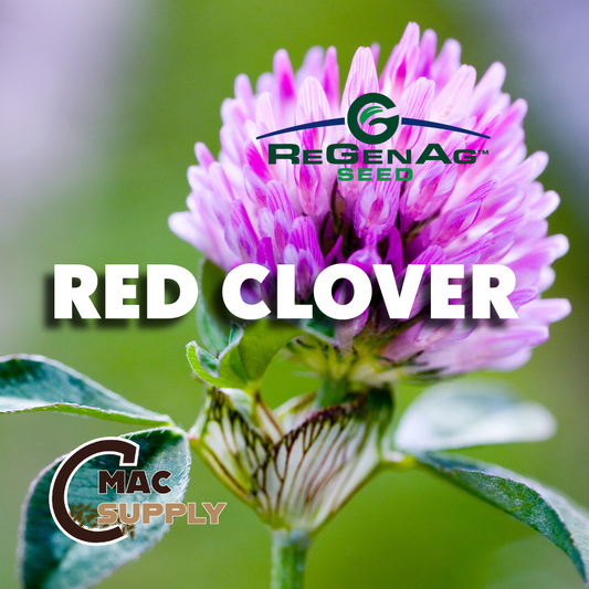 Red Clover