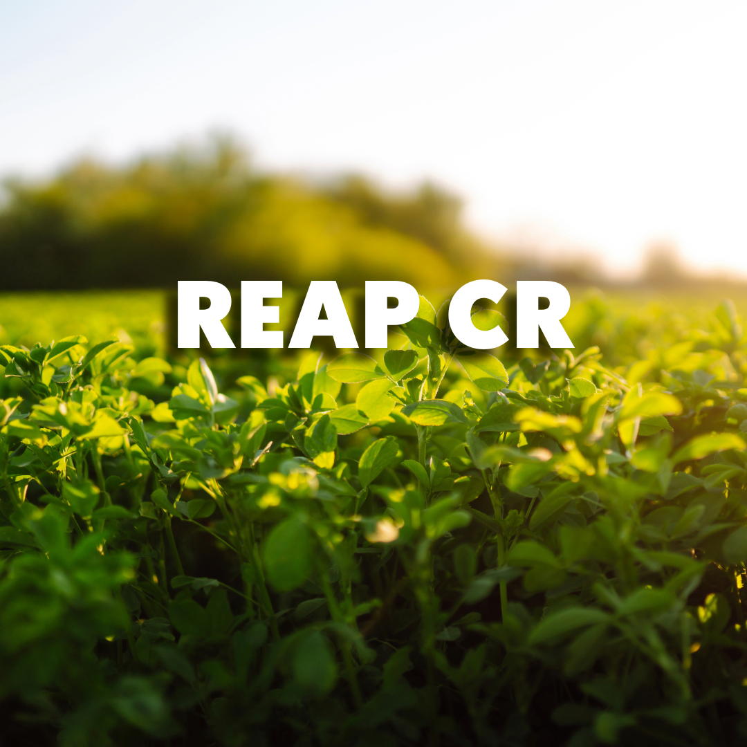 RGA Reap CR Alfalfa