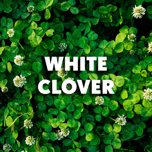 White Clover