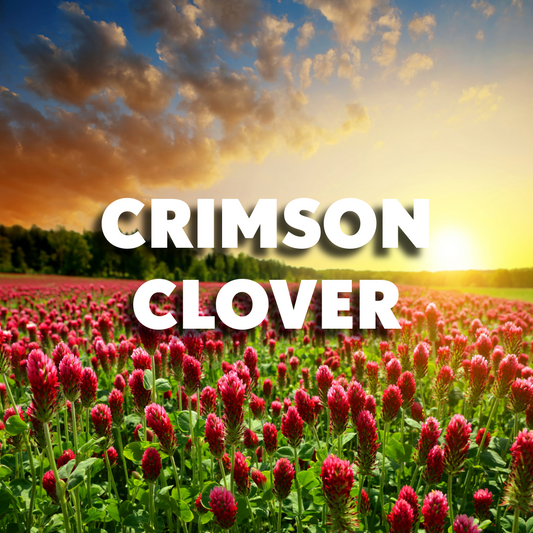 Crimson Clover