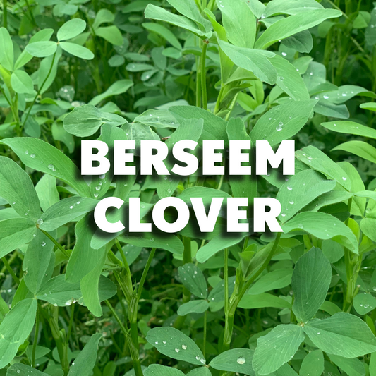 Berseem Clover