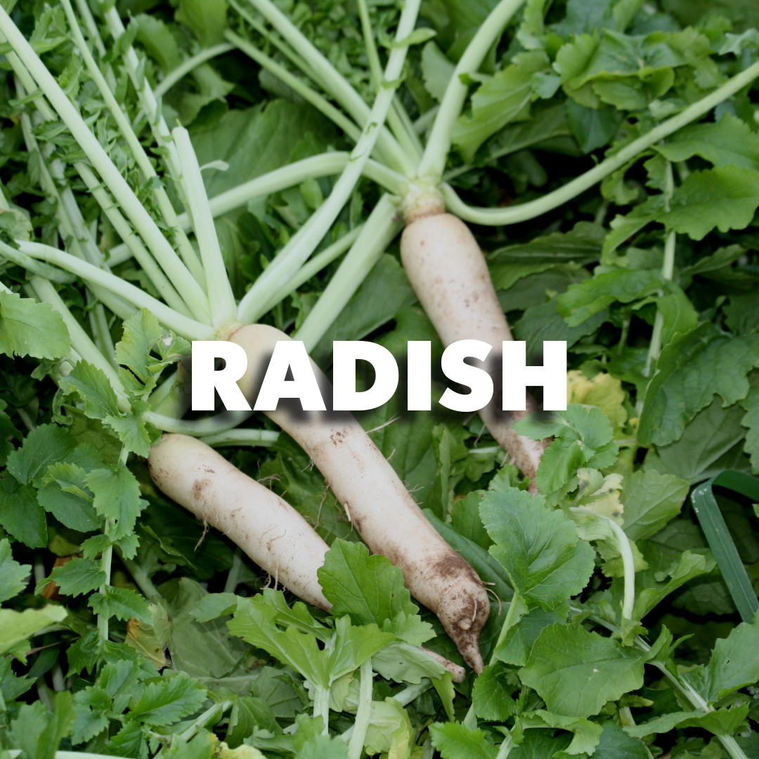 Cover Crop Radish