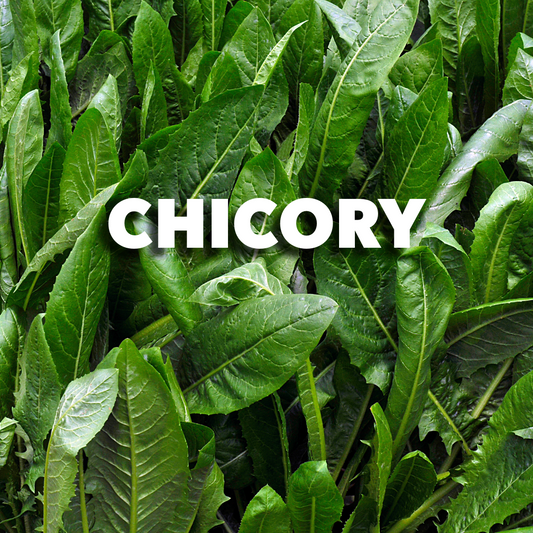 Chicory