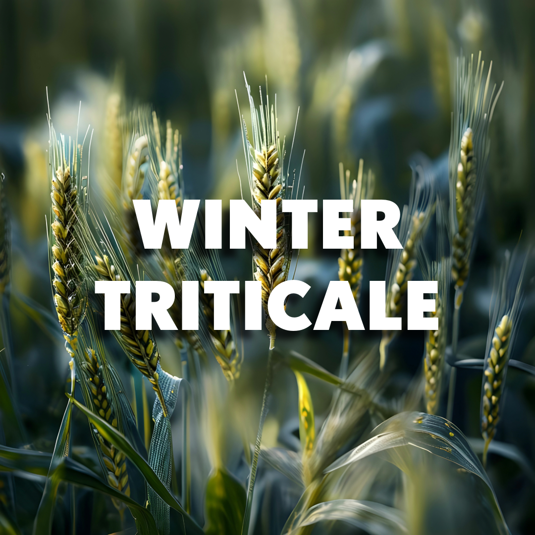Winter Triticale
