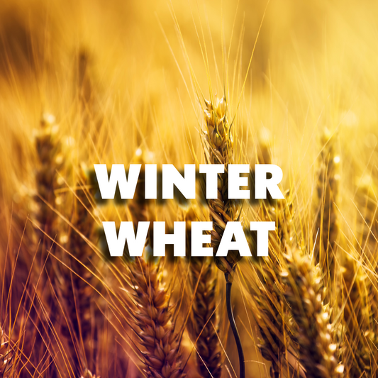 ReGenAg Seed™ Winter Wheat