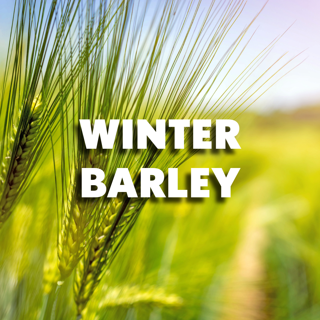 Winter Barley