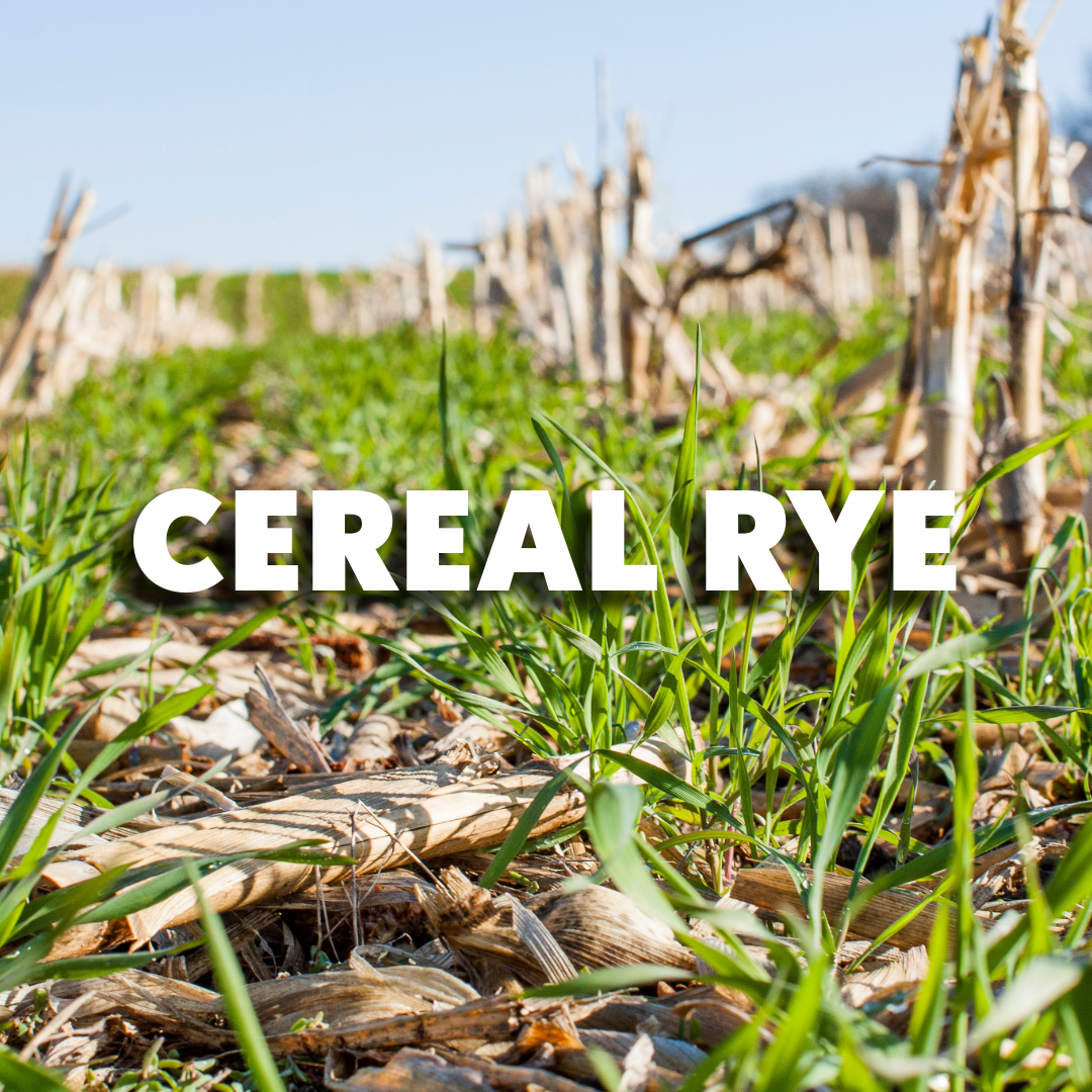 Winter Cereal Rye