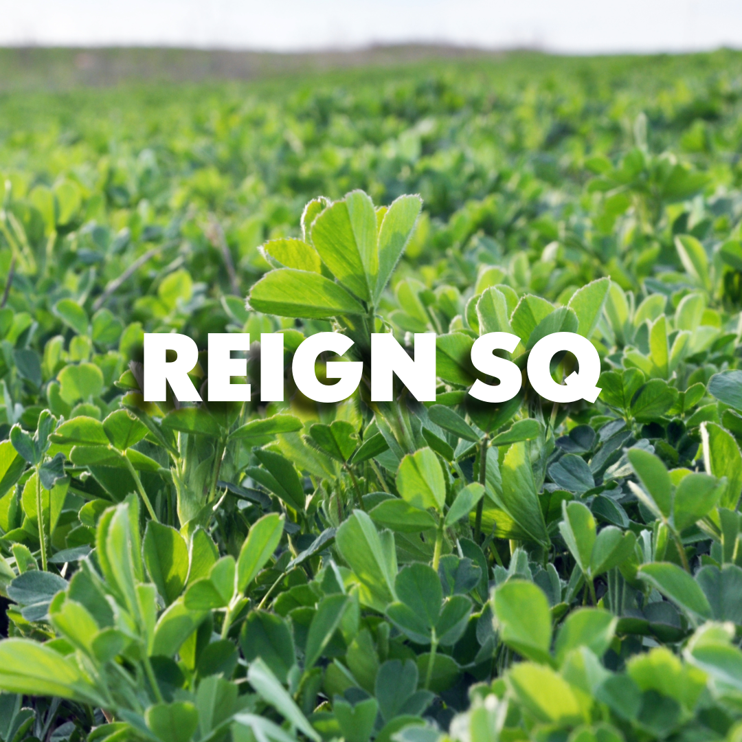 RGA Reign SQ Alfalfa