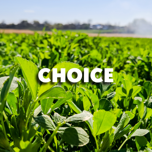 RGA Choice Alfalfa