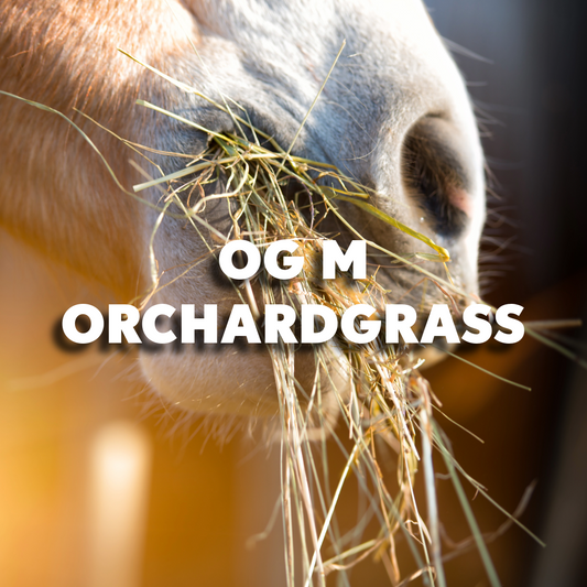 RGA OG M Orchardgrass