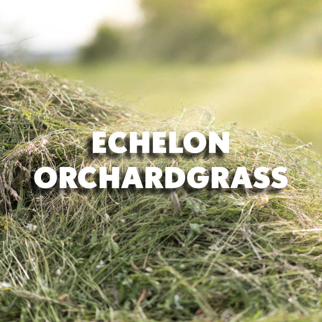 Echelon Orchardgrass